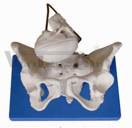 Birth Demonstration Model Pharmaceutical and Anatomical Model Gifts